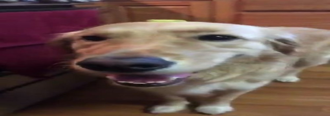 butter dawg thumbnail